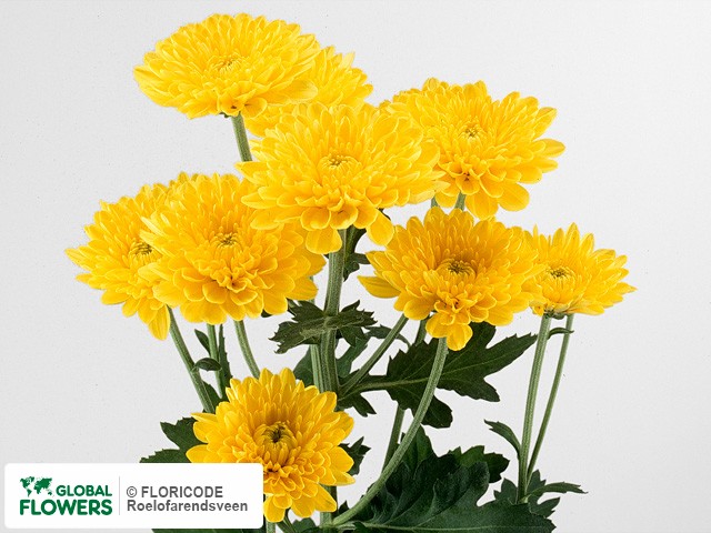 Photo Chrysanthemum (Indicum Grp) tros 'Art'.