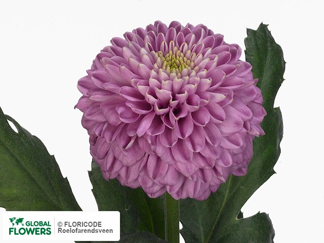 Фото вида Хризантема одноголовая "Lilac Zodiac".