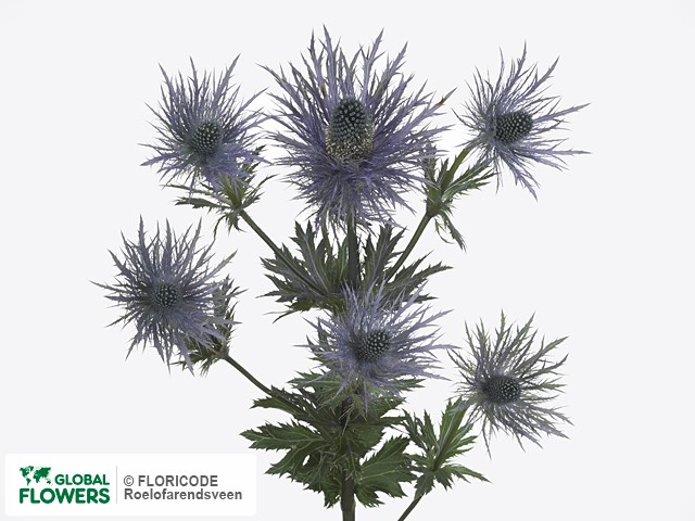 Фото Синеголовник альпийский "Magical Blue Bayou" | Global Flowers