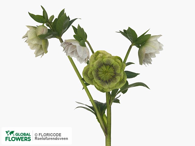 На фото Морозник восточный "Verboom Cinderella" Морозник восточный "Verboom Cinderella"