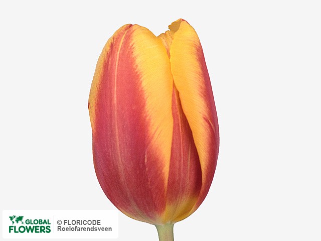 Photo Tulipa (Triumph Grp) 'Los Angeles'.