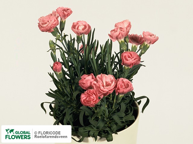 Photo Dianthus Sunflor Reve.