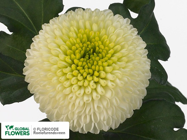 Photo Chrysanthemum (Indicum Grp) geplozen 'Feeling White'.