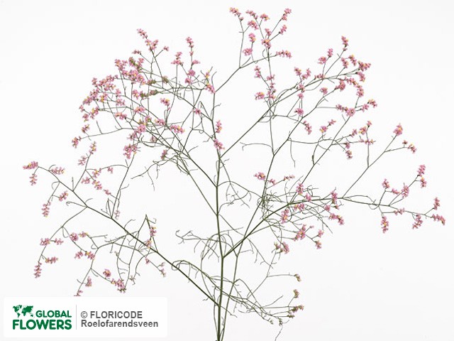Photo Limonium sinensis 'Eva Pink'.