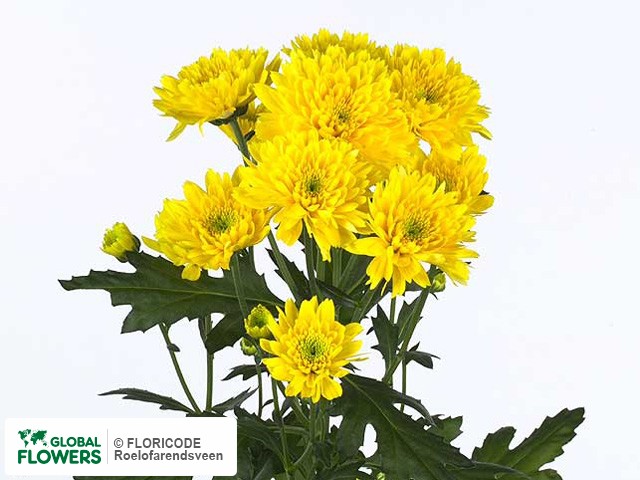 Photo Chrysanthemum (Indicum Grp) tros Euro Golden.