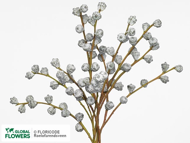 Фото вида Эвкалипт "Globulus kleurbehandeld per bos H%".