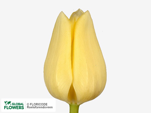 Photo Tulipa (Triumph Grp) 'Agrass Creme'.