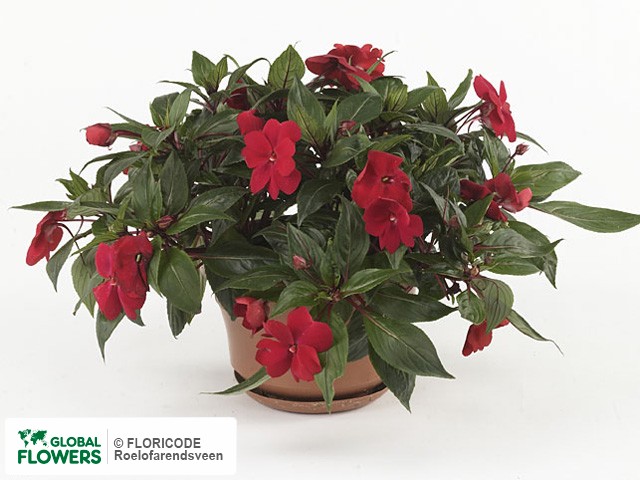 Photo Impatiens (New Guinea Grp) Kokomo XL Red.