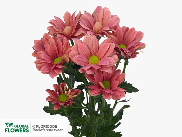 Photo Chrysanthemum (Indicum Grp) tros Grand Cherry.