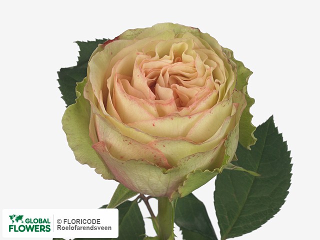 Фото вида Роза крупноцветковая "MayraS Rose Green".
