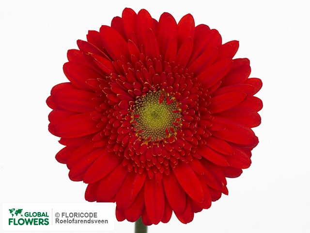 Photo Gerbera mini 'Rocco'.