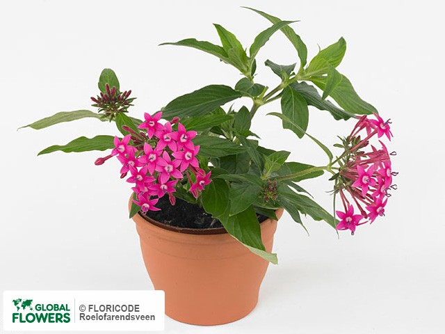 Фото вида Пентас ланцетовидный "Panic Pink".