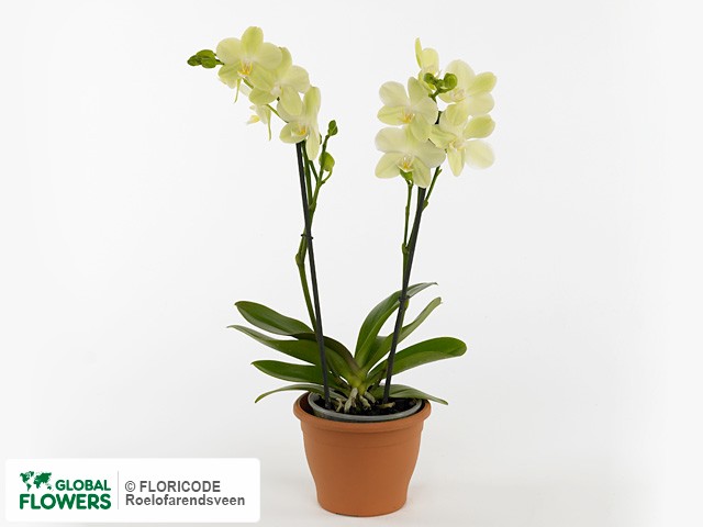 Фаленопсис "Multifloratypes Floriclone Amadeus"