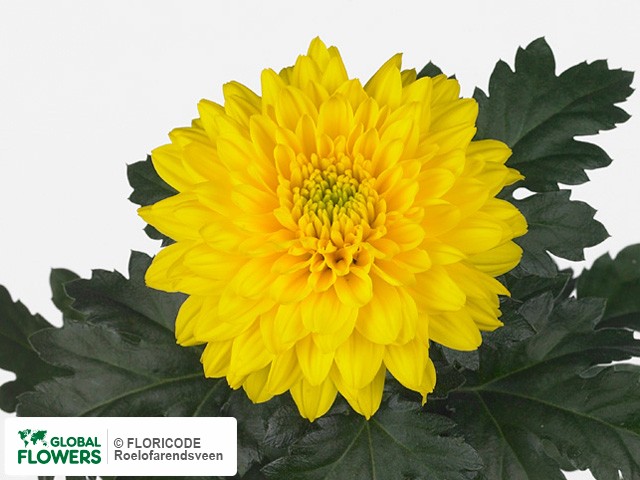 Photo Chrysanthemum (Indicum Grp) geplozen 'Golden Kent'.