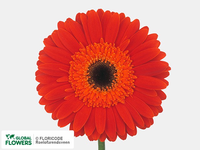 Photo Gerbera grootbloemig 'Dune'.