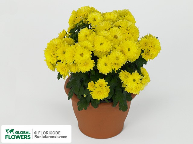 Фото вида Хризантема "Paradiso Yellow".