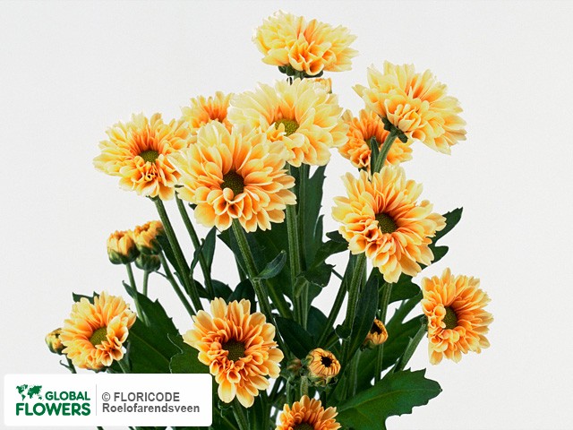 Photo Chrysanthemum (Indicum Grp) tros santini 'Fleury Peach'.