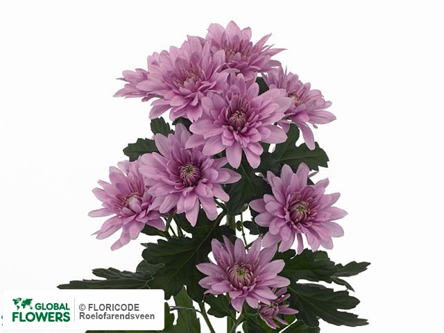 Photo Chrysanthemum (Indicum Grp) tros 'Il Mondo'.