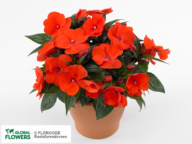 Фото вида Недотрога Новая Гвинея "Toscana Medium GL Orange".