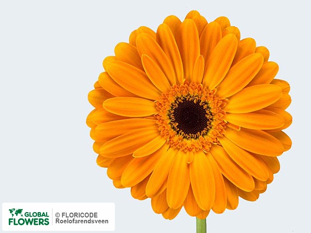 Photo Gerbera grootbloemig 'Turbo'.
