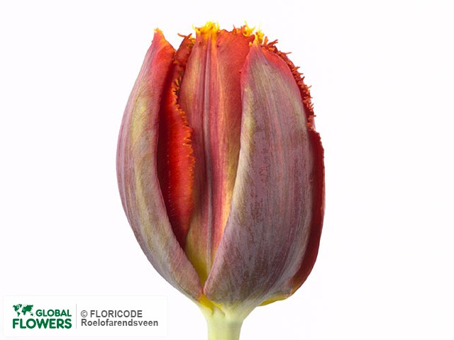 Photo Tulipa (Fringed Grp) 'Riador'.