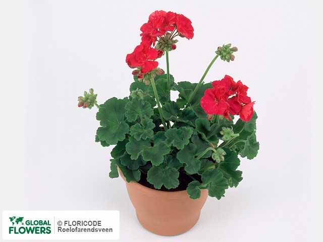 Photo Pelargonium (Zonale Grp) Pelfi Magic 99.