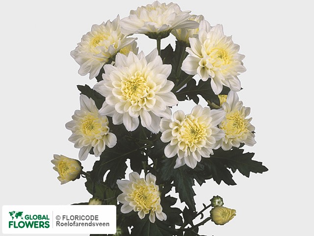 Photo Chrysanthemum (Indicum Grp) tros Kent.