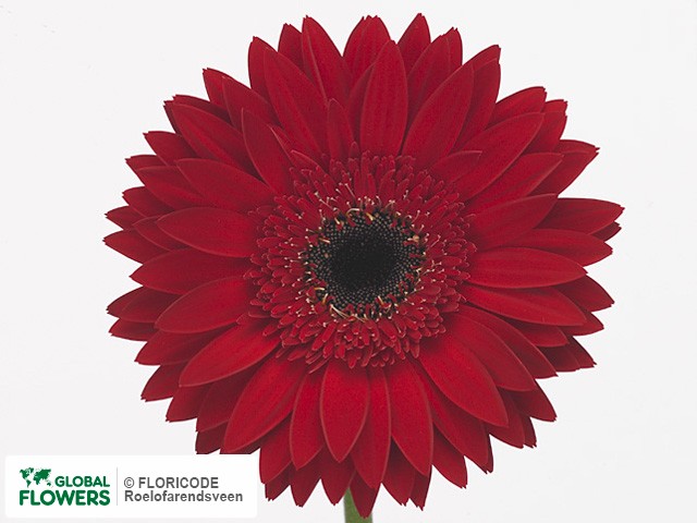 Photo Gerbera grootbloemig Operette.