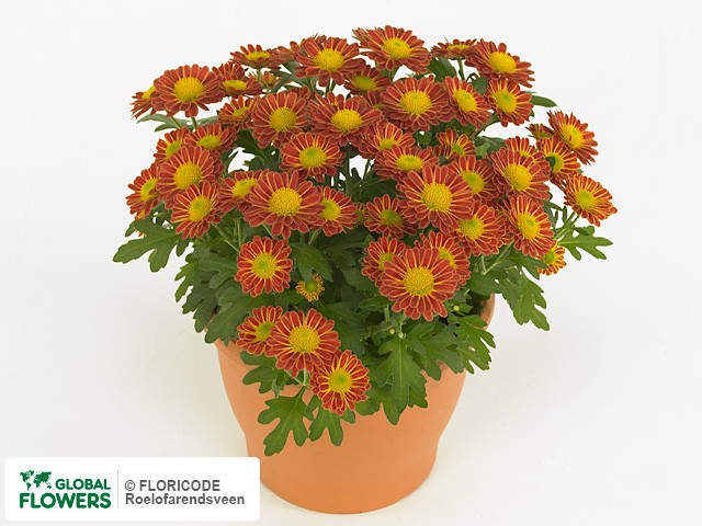 Фото вида Хризантема индийская "Swifty Orange Bicolour".