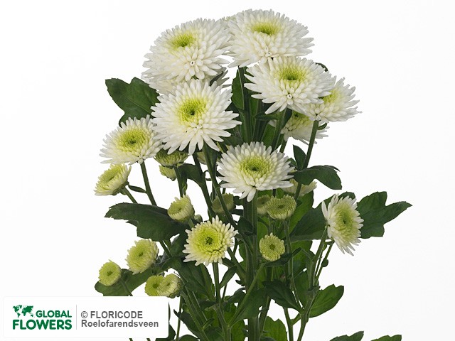 Photo Chrysanthemum (Indicum Grp) tros Proton.