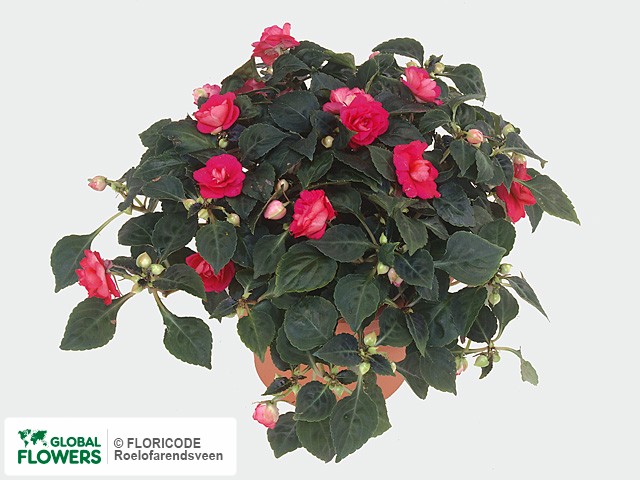 Фото вида Недотрога Уоллера "Fiesta Ole Rose".