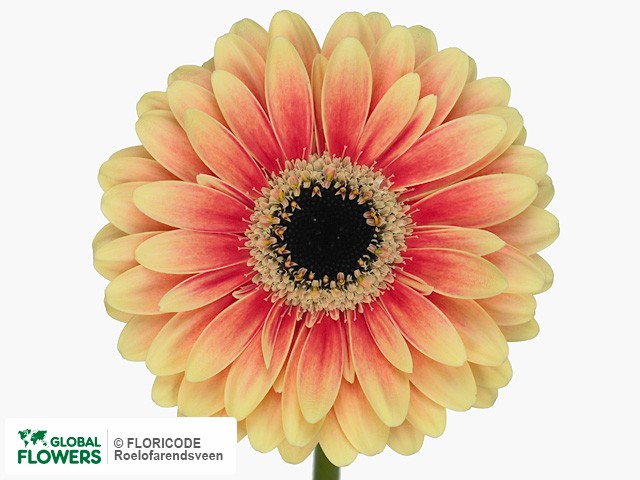 Photo Gerbera mini 'Wizzard'.