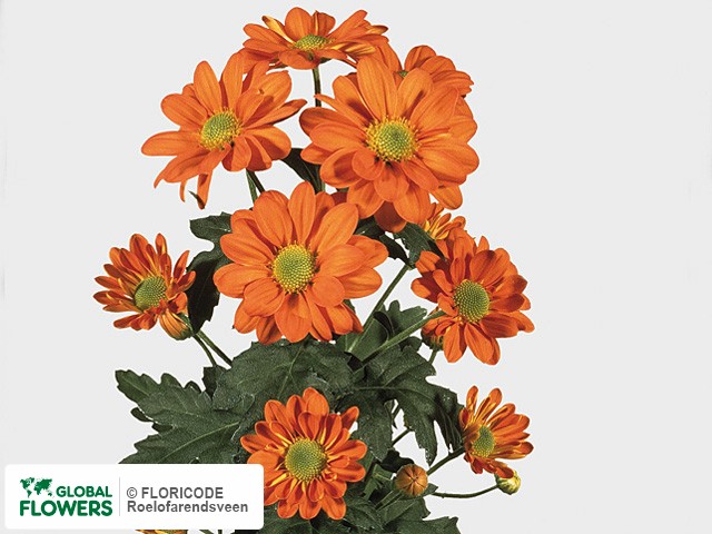 Photo Chrysanthemum (Indicum Grp) tros 'Tiger'.