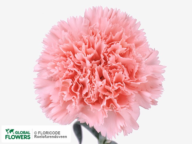 Photo Dianthus standaard Varna.