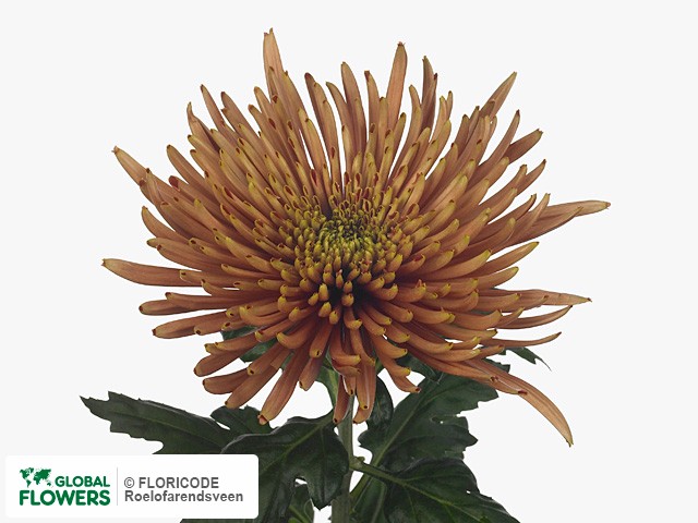 Фото вида Хризантема одноголовая "Brunello".