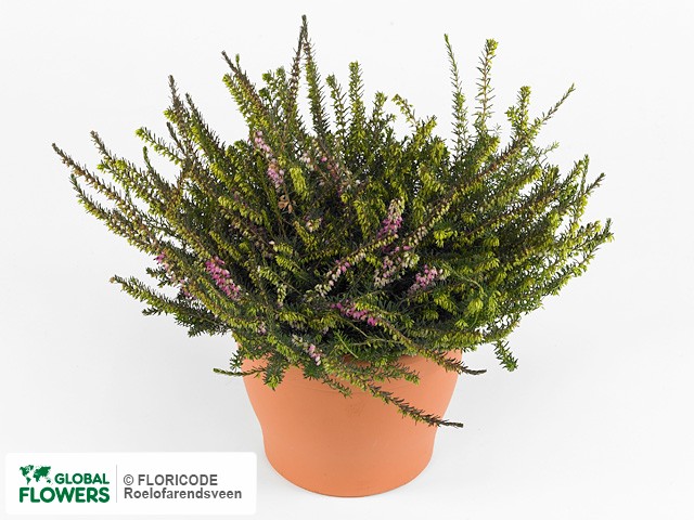 Фото вида Эрика дарлейенская "Gemengd in pot".