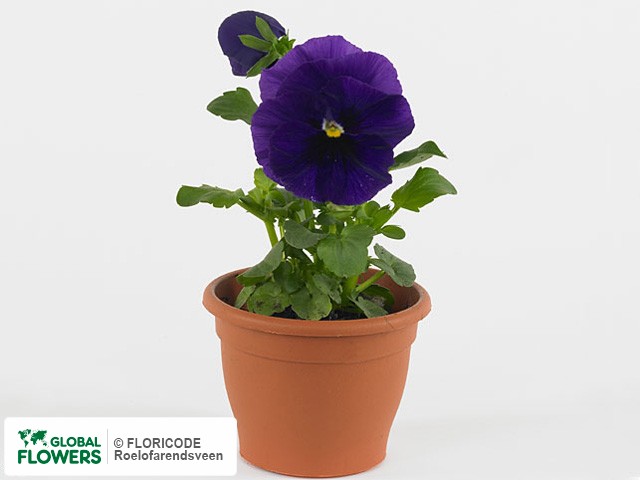 Фото вида Фиалка Виттрока "Carneval F1 Purple with Blotch".