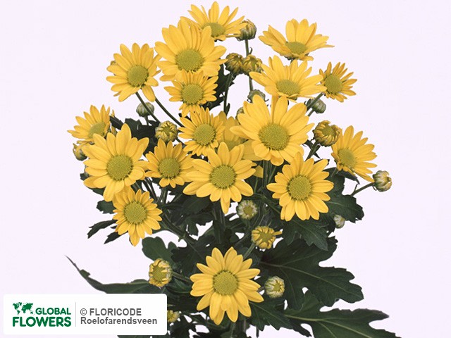 Photo Chrysanthemum (Indicum Grp) tros santini 'Allegro Yellow'.