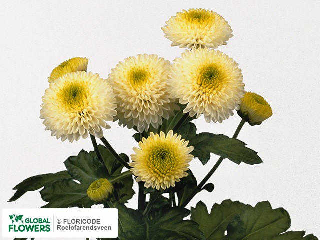 Photo Chrysanthemum (Indicum Grp) tros 'Green Peas'.