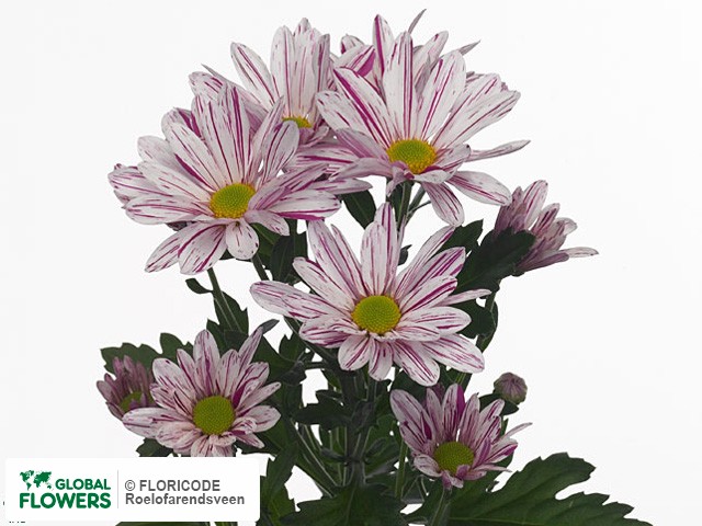 Photo Chrysanthemum (Indicum Grp) tros Sinclair.