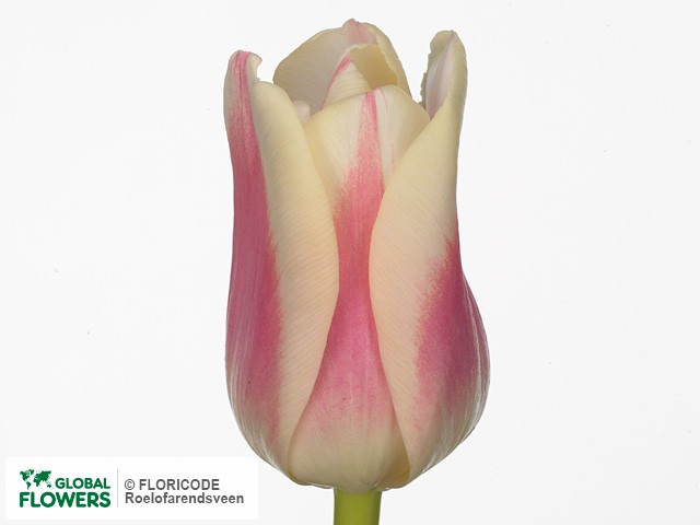 Photo Tulipa (Triumph Grp) 'Anna Jos?'.