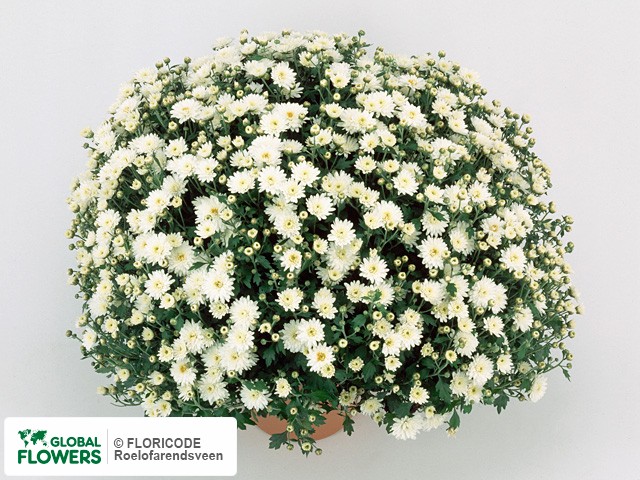 Photo Chrysanthemum (Indicum Grp) 'Ibera'.