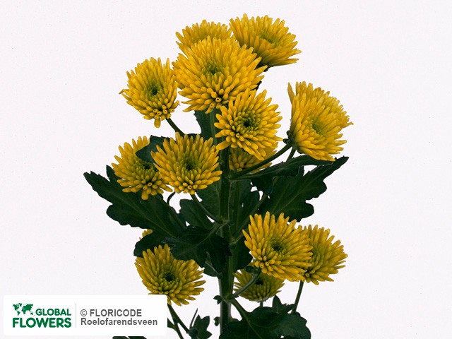 Photo Chrysanthemum (Indicum Grp) tros santini 'Everglades'.