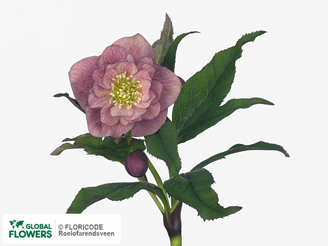 Photo Helleborus orientalis 'Queens Double Pink' Helleborus orientalis 'Queens Double Pink'