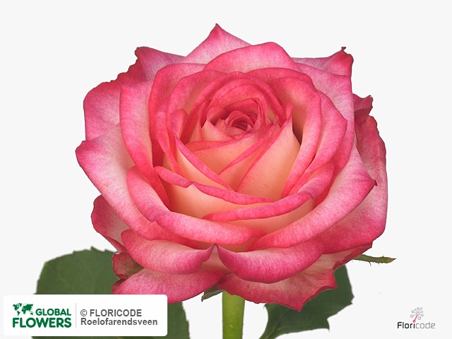 Фото вида Роза крупноцветковая "Fresh".