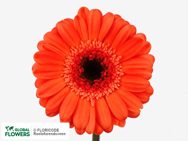 Photo Gerbera mini 'Odilli'.