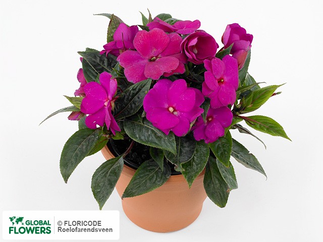 Фото вида Недотрога Новая Гвинея "Toscana Compact GL Magenta".