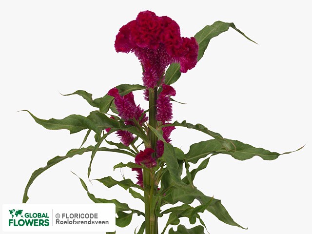 Photo Celosia argentea (Cristata Grp) 'Captain Dark Rose'.
