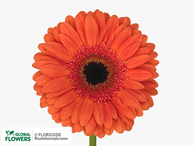 Photo Gerbera grootbloemig 'Carpe Diem'.