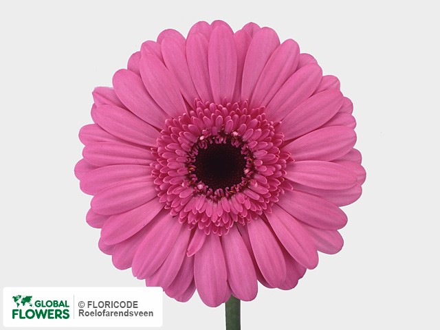 Photo Gerbera mini 'Synergy'.